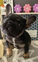 Little, a male French Bulldog for sale in Omer, MI – 1 of 10