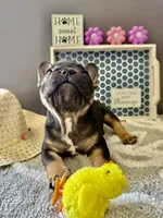 Little, a male French Bulldog for sale in Omer, MI – 8 of 10
