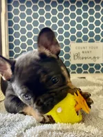 Little, a male French Bulldog for sale in Omer, MI – 3 of 10