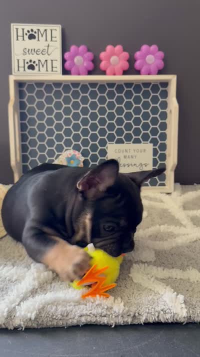 Little, a male French Bulldog for sale in Omer, MI – 10 of 10
