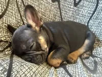 Little, a male French Bulldog for sale in Omer, MI – 7 of 10