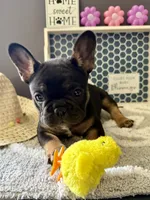 Little, a male French Bulldog for sale in Omer, MI – 5 of 10