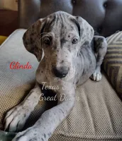 Glinda - Euro, a female Great Dane for sale in Kemp, TX – Photo 4 of 5
