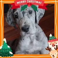 Glinda - Euro, a female Great Dane for sale in Kemp, TX – Photo 1 of 5