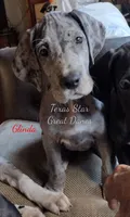 Glinda - Euro, a female Great Dane for sale in Kemp, TX – Photo 2 of 5