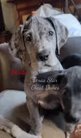 Glinda - Euro, a female Great Dane for sale in Kemp, TX – Photo 3 of 5