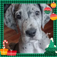 Glinda - Euro, a female Great Dane for sale in Kemp, TX – Photo 5 of 5