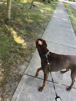 Louie, a male Doberman Pinscher for sale in Longmeadow, MA – 7 of 10