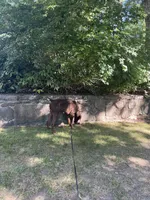 Louie, a male Doberman Pinscher for sale in Longmeadow, MA – 3 of 10