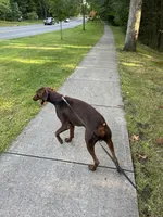 Louie, a male Doberman Pinscher for sale in Longmeadow, MA – 5 of 10