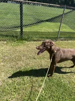 Louie, a male Doberman Pinscher for sale in Longmeadow, MA – 10 of 10