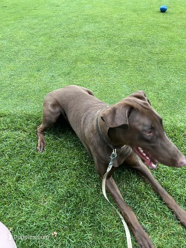 Louie – Doberman Pinscher puppy for sale in Longmeadow, MA