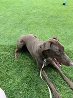 Louie, a male Doberman Pinscher for sale in Longmeadow, MA – 1 of 10