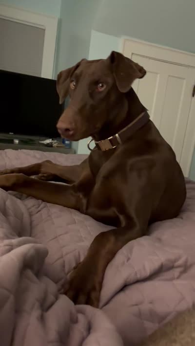 Louie, a male Doberman Pinscher for sale in Longmeadow, MA – 8 of 10