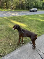 Louie, a male Doberman Pinscher for sale in Longmeadow, MA – 4 of 10
