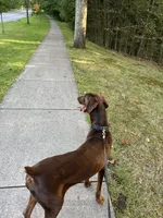 Louie, a male Doberman Pinscher for sale in Longmeadow, MA – 6 of 10