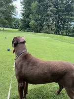 Louie, a male Doberman Pinscher for sale in Longmeadow, MA – 2 of 10