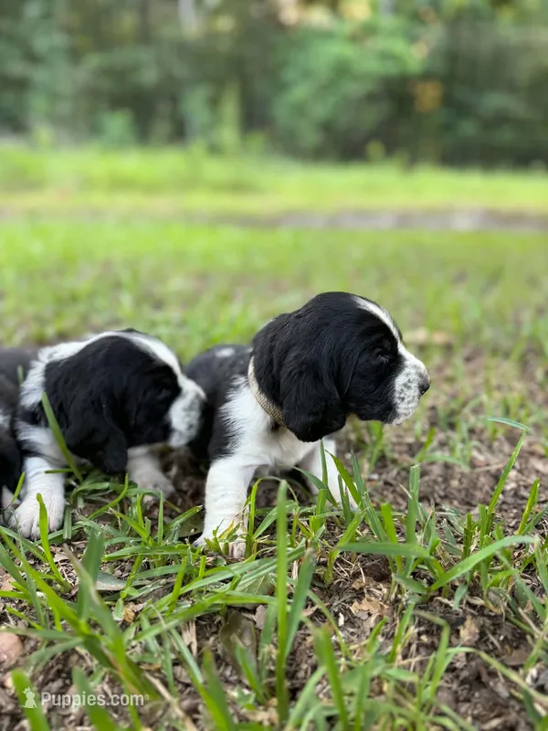 Jimmy Dean – Basset Hound puppy for sale in Sicily Island, LA