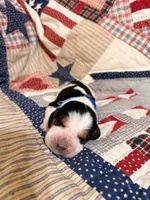Earl Campbell, a male Basset Hound for sale in Sicily Island, LA – 1 of 6