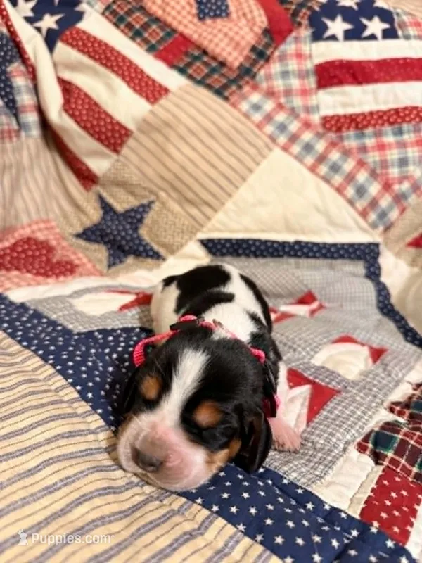 Hilly (Hillshire) – Basset Hound puppy for sale in Sicily Island, LA