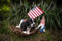Richard, a male Basset Hound for sale in Sicily Island, LA – 2 of 10