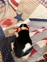 Savoie, a female Basset Hound for sale in Sicily Island, LA – 2 of 6