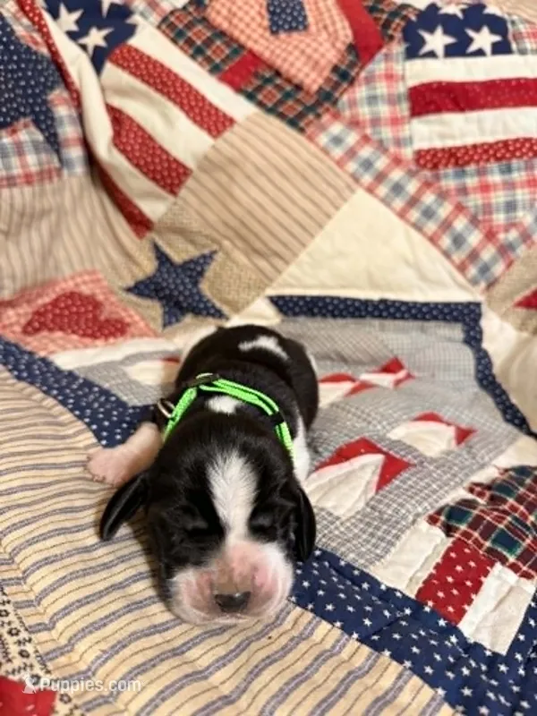 Richard – Basset Hound puppy for sale in Sicily Island, LA