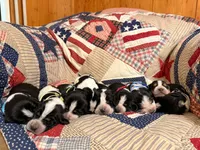 Savoie, a female Basset Hound for sale in Sicily Island, LA – 6 of 6