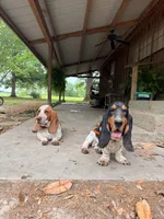 Manda, a female Basset Hound for sale in Sicily Island, LA – 6 of 6