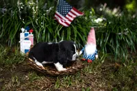 Jimmy Dean, a male Basset Hound for sale in Sicily Island, LA – 4 of 9