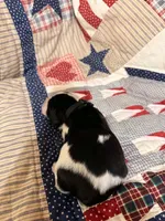 Nathan, a male Basset Hound for sale in Sicily Island, LA – 3 of 7