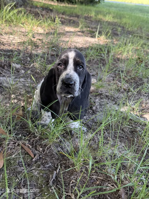 Connie (Conecuh) – Basset Hound puppy for sale in Sicily Island, LA