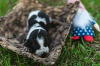 Vienna, a female Basset Hound for sale in Sicily Island, LA – 3 of 6