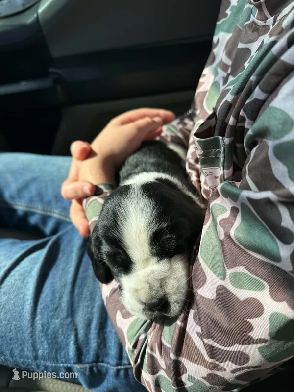 Nathan – Basset Hound puppy for sale in Sicily Island, LA