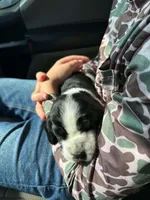 Nathan, a male Basset Hound for sale in Sicily Island, LA – 4 of 8