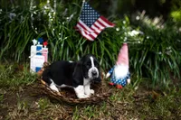 Jimmy Dean, a male Basset Hound for sale in Sicily Island, LA – 3 of 9