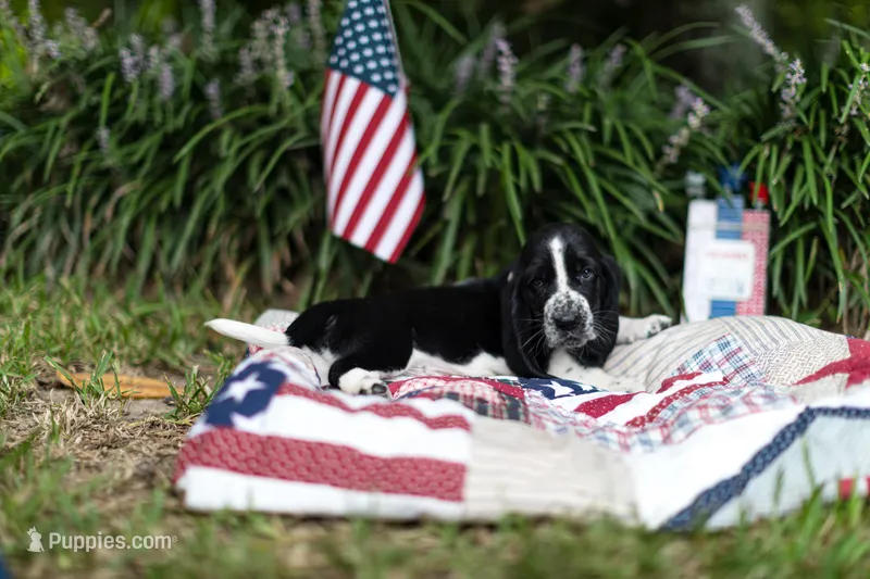 Jimmy Dean – Basset Hound puppy for sale in Sicily Island, LA