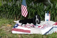 Jimmy Dean, a male Basset Hound for sale in Sicily Island, LA – 1 of 9