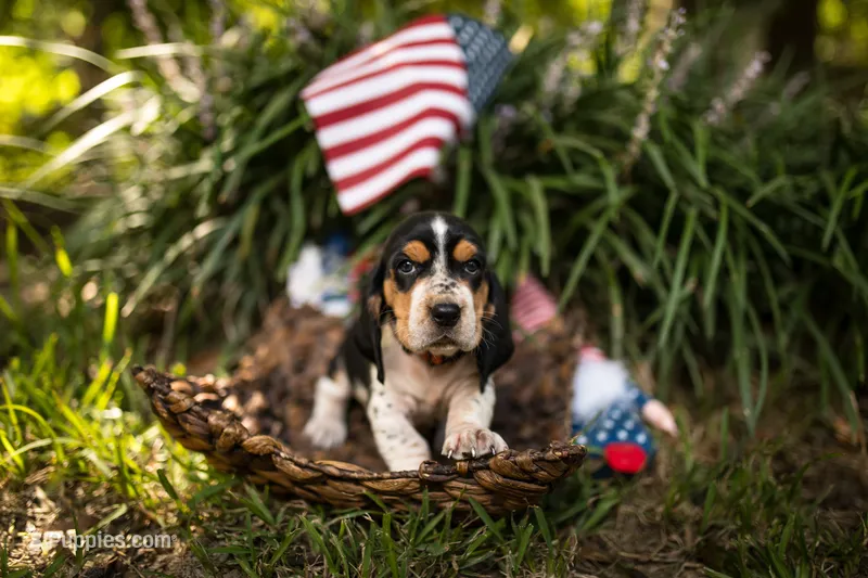 Savoie – Basset Hound puppy on hold in Sicily Island, LA