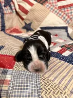 Jimmy Dean, a male Basset Hound for sale in Sicily Island, LA – 1 of 6