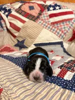 Oscar Mayer, a male Basset Hound for sale in Sicily Island, LA – 1 of 6
