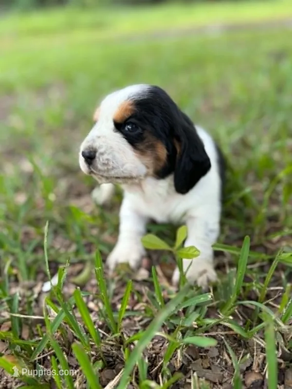 Earl Campbell – Basset Hound puppy for sale in Sicily Island, LA