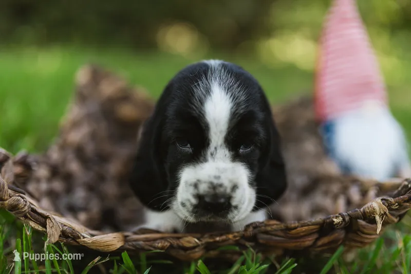 Nathan – Basset Hound puppy on hold in Sicily Island, LA