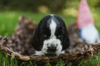 Nathan, a male Basset Hound for sale in Sicily Island, LA – 1 of 8