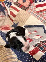 Nathan, a male Basset Hound for sale in Sicily Island, LA – 2 of 7