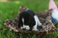 Richard, a male Basset Hound for sale in Sicily Island, LA – 5 of 10