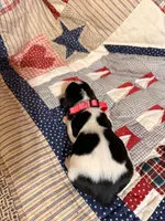 Hilly (Hillshire), a female Basset Hound for sale in Sicily Island, LA – 2 of 6