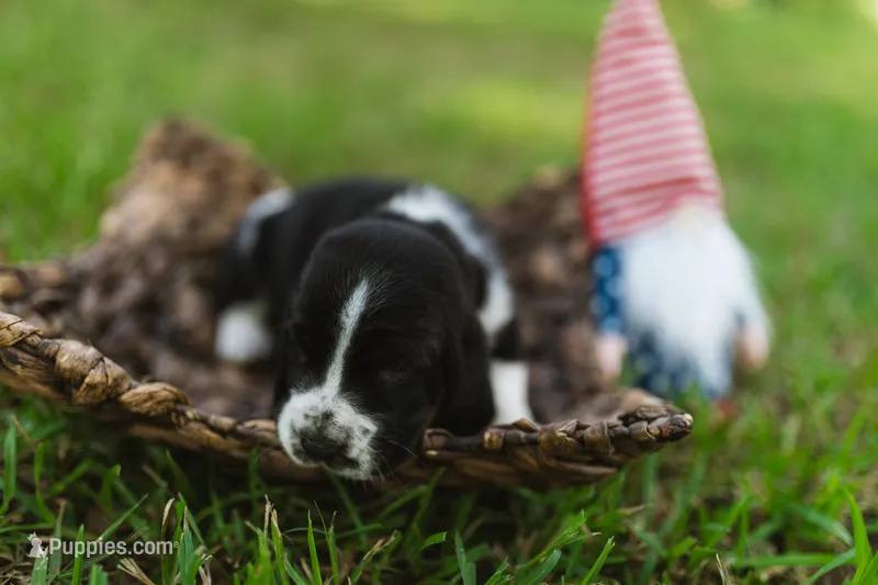 Oscar Mayer – Basset Hound puppy on hold in Sicily Island, LA