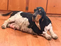 Earl Campbell, a male Basset Hound for sale in Sicily Island, LA – 5 of 6