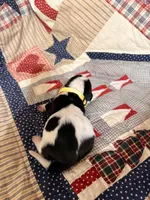 Manda, a female Basset Hound for sale in Sicily Island, LA – 2 of 6